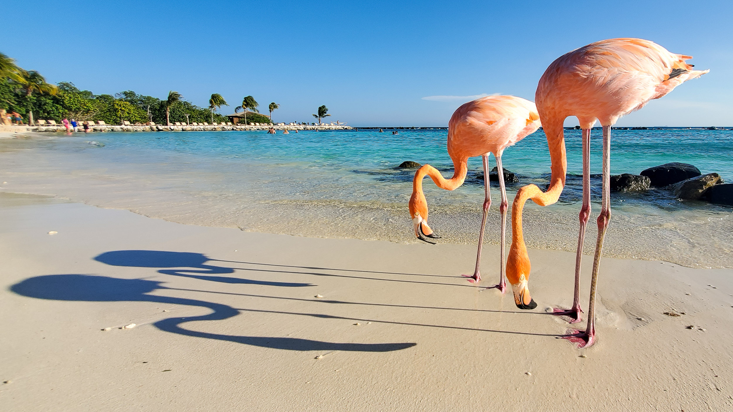 Two flamingos with their shadows